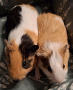 2 beertjes van 3 Oktober 2024, Dieren en Toebehoren, Knaagdieren, Cavia