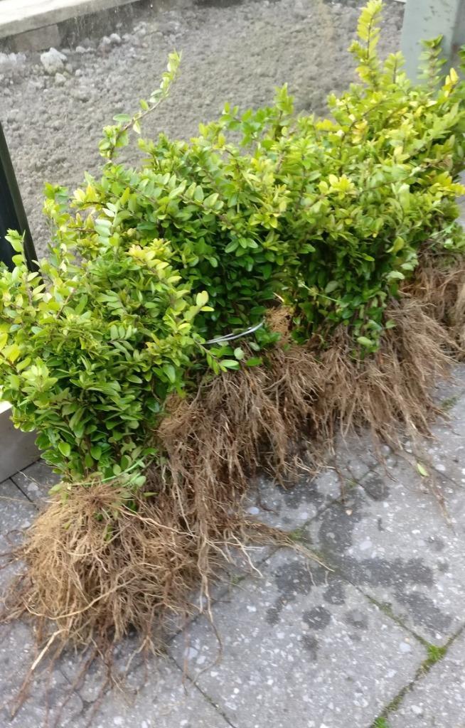 Lonicera planten, Tuin en Terras, Planten | Tuinplanten, Vaste plant, Ophalen