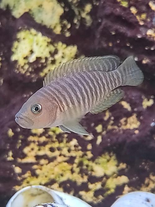 Neolamprologus multifasciatus aka Multis, Dieren en Toebehoren, Vissen | Aquariumvissen, Zoetwatervis