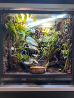 Beplant terrarium 50x50x50, Dieren en Toebehoren, Ophalen, Gebruikt, Terrarium of Paludarium