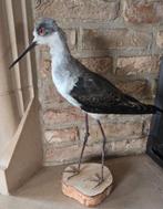 opgezette dieren en vogels nieuw, Verzamelen, Dierenverzamelingen, Ophalen of Verzenden, Nieuw, Boerderijdier, Opgezet dier