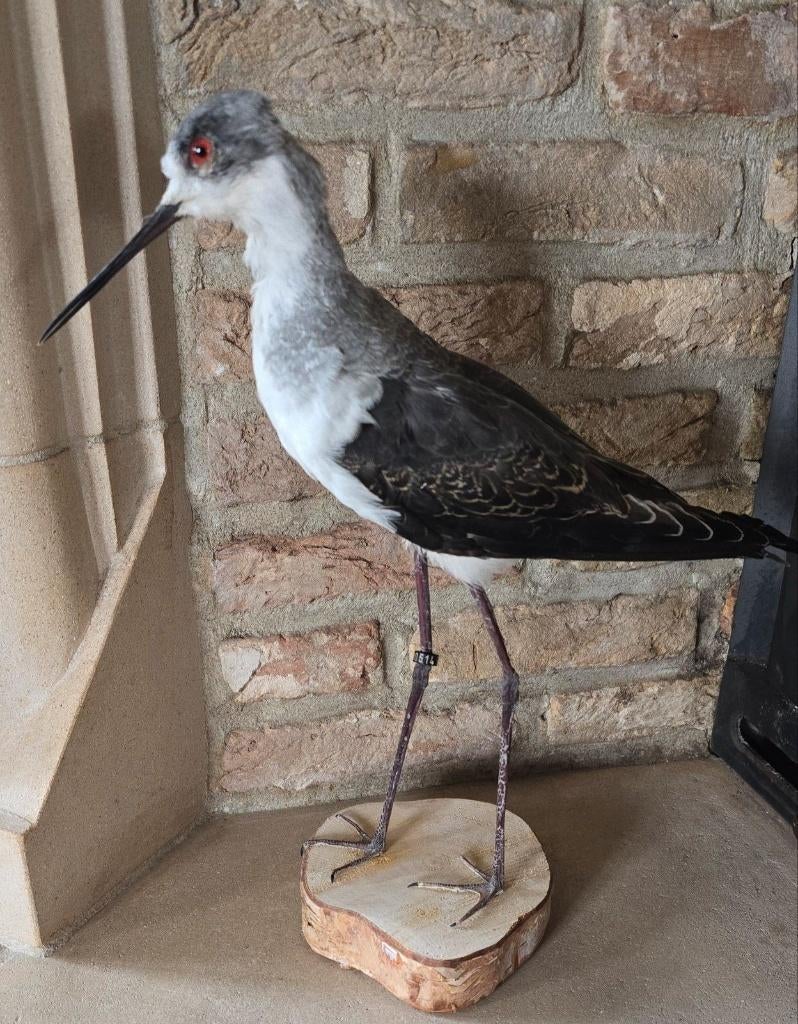 animaux en peluche et oiseaux neufs, Collections, Collections Animaux, Neuf, Animal empaillé, Animal de ferme, Enlèvement ou Envoi