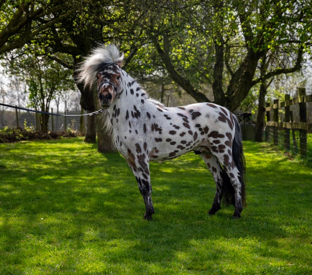 Mini appaloosa hengst ter dekking (NMPRS), Étalon
