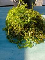 Breede waterpest, Dieren en Toebehoren, Ophalen