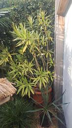 oleander, Volle zon, Vaste plant, Zomer, Ophalen