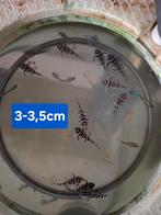 L46 Hypancistrus zèbre 3-3,5cm, Poisson d'eau douce