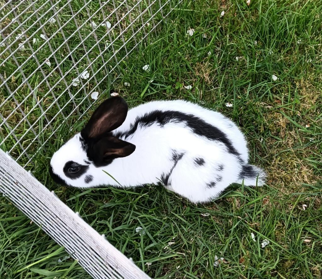 Lotharinger reuze vlinder voedster, Dieren en Toebehoren, Konijnen, Vrouwelijk, Groot, 0 tot 2 jaar