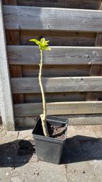 Tweedejaars stek - brugmansia - roze, Volle zon, Vaste plant, Zomer, Ophalen