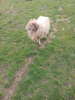 schapen, Mannelijk, Schaap, 3 tot 5 jaar