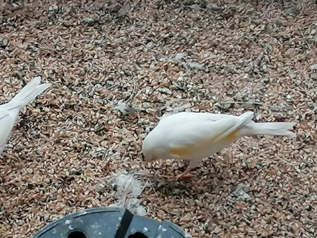 Kanaries, Dieren en Toebehoren, Meerdere dieren, Kleurkanarie