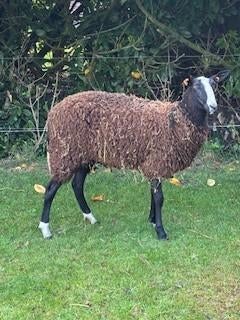 jaarling zwartbles ooi met ooilam raszuiver, Dieren en Toebehoren, Vrouwelijk, Schaap, 0 tot 2 jaar