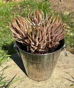 Plante succulente dans un seau à glace en argent, Plante succulente, En pot, Plein soleil, Moins de 100 cm