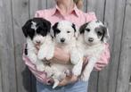 Prachtige Bordoodle pups ( border collie x poedel ), Dieren en Toebehoren, Parvo, België, 8 tot 15 weken, Collie