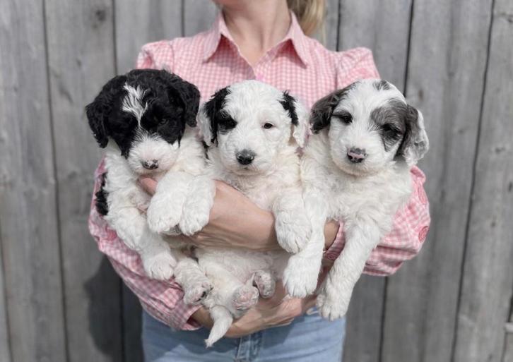 Beaux chiots Bordoodle (border collie x caniche), Animaux & Accessoires, Chiens | Bergers & Bouviers, Plusieurs animaux, Colley