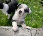 Knappe border collie pups, Dieren en Toebehoren, Parvo, België, 8 tot 15 weken, Collie