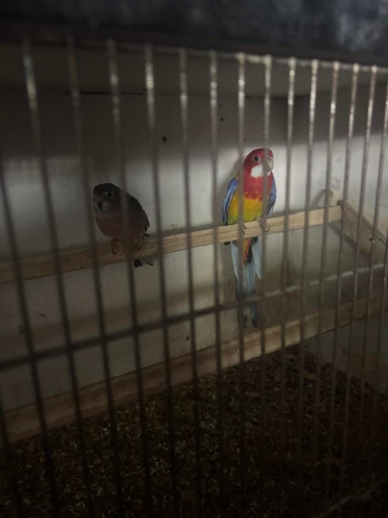 Rosella te koop pop, Meerdere dieren, Dwergpapegaai of Agapornis