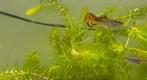Guppy, platy, vuur neon, Dieren en Toebehoren