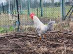 Leghorn Isabelpatrijs broedeieren, Dieren en Toebehoren, Pluimvee