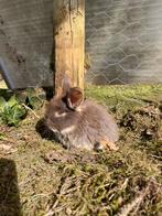 Dwerg hangoor konijn, Dieren en Toebehoren, Dwerg, Hangoor