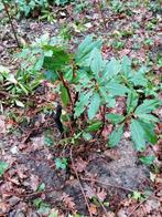 Rododendron ponticum, Tuin en Terras, Ophalen of Verzenden, Rhododendron