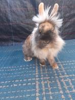 Dwerg konijnen mannetjes 14weken oud 15€, Dieren en Toebehoren, Dwerg