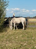 Cheval et Shetland, Dieren en Toebehoren, Paarden, Met stamboom, Zadelmak, 160 tot 165 cm, Recreatiepaard