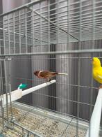 Portugese harlekijn kuif en gele man 2025 met of zonder kooi, Dieren en Toebehoren, Vogels | Kanaries, Mannelijk