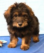 Super leuke Maltipoo pups!, 15 weken tot 1 jaar, Overige rassen, Buitenland, Parvo