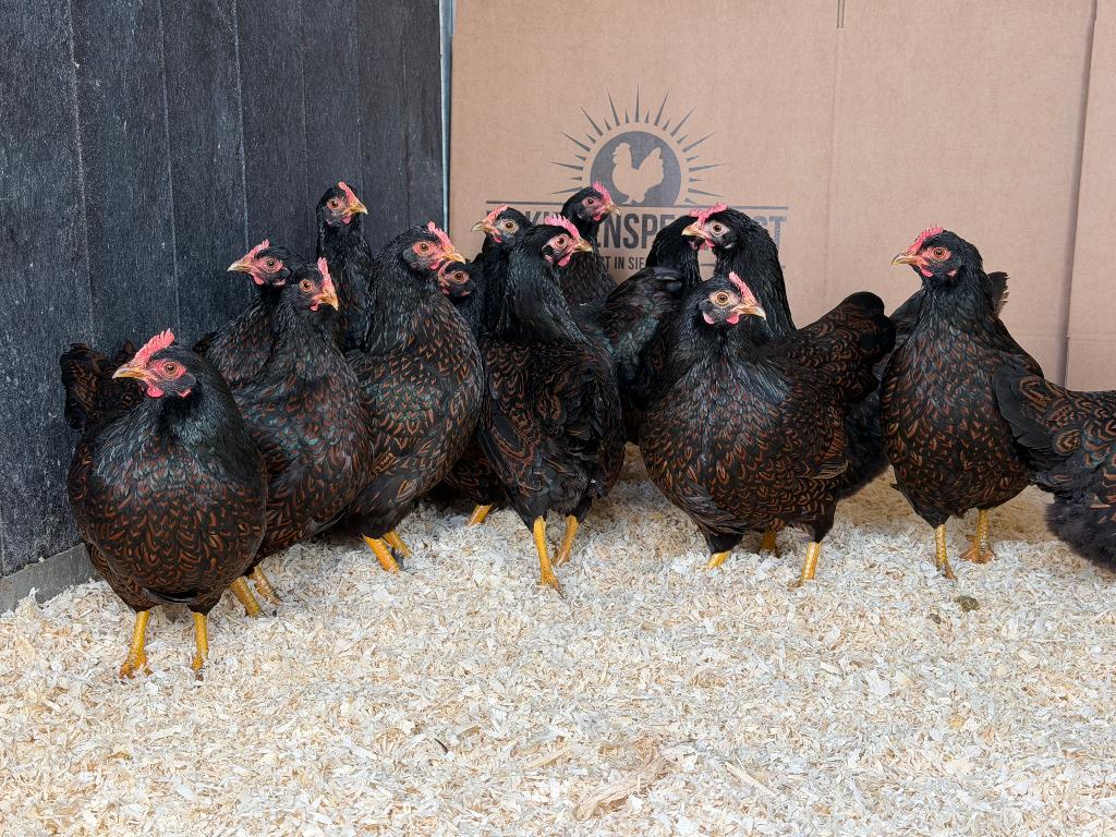 Barnevelder kriel bruin dubbelgezoomd gesekst & ingeënt, Dieren en Toebehoren, Pluimvee, Kip, Vrouwelijk