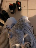 Handtam papegaai te koop, Dieren en Toebehoren, Vogels | Parkieten en Papegaaien, Papegaai