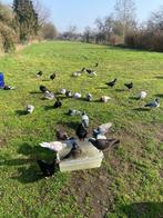 Gratis duiven, Animaux & Accessoires, Oiseaux | Pigeons