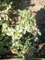 Akebia album en andere, Printemps, Enlèvement, Mi-ombre, Plante fixe