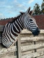 Taxidermie zebra kop opgezette, Enlèvement