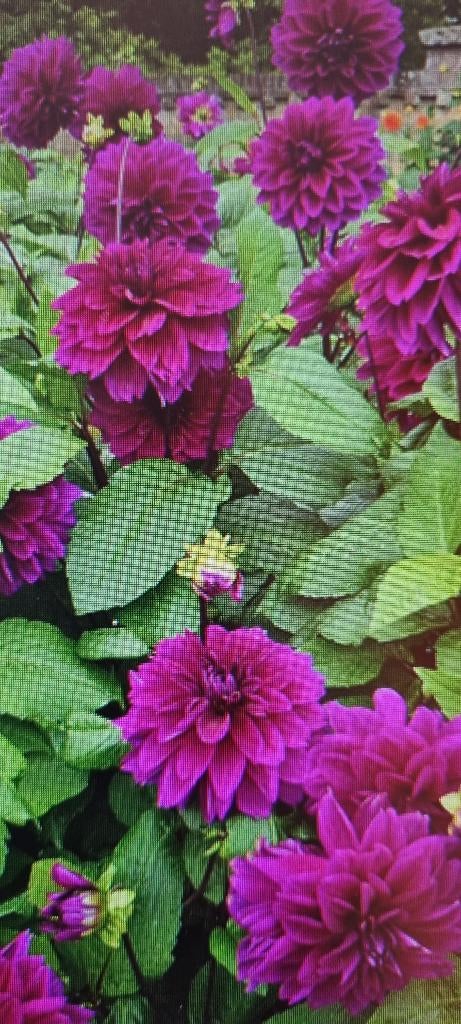 Dahlia, Ophalen of Verzenden, Voorjaar, Volle zon, Knol