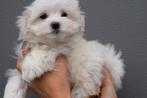 Nouveau nid pour chiots maltais, 15 semaines à 1 an, Hépatite contagieuse (maladie de Rubarth), Belgique, Bichon maltais