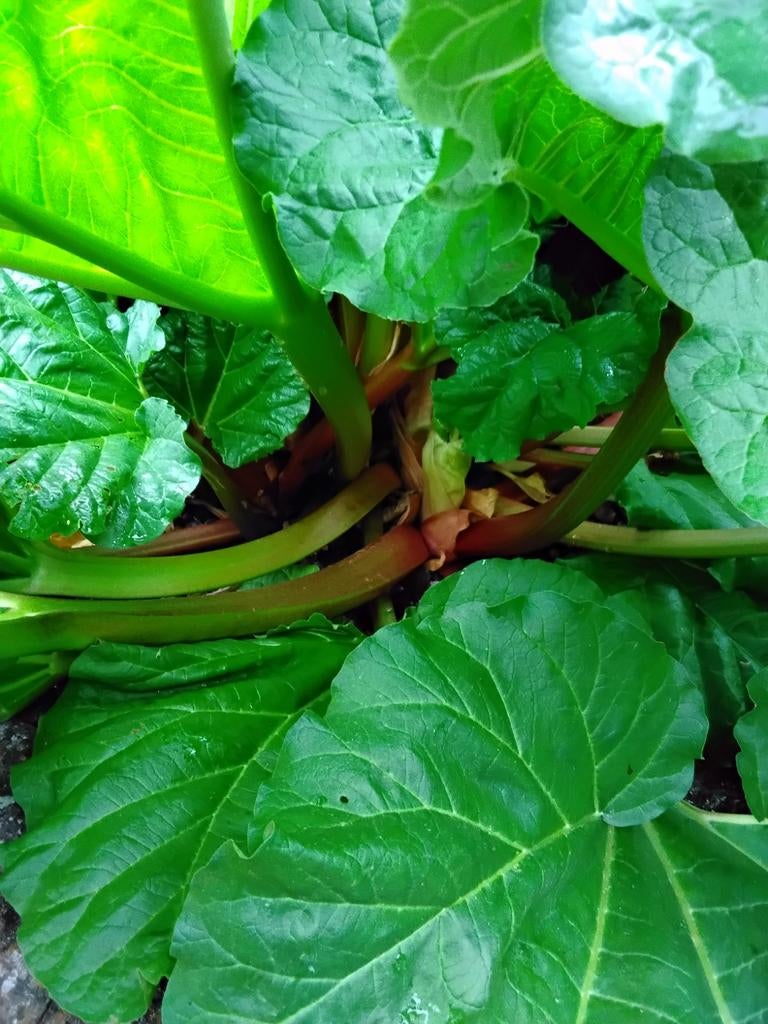 Verse rabarber, Ophalen