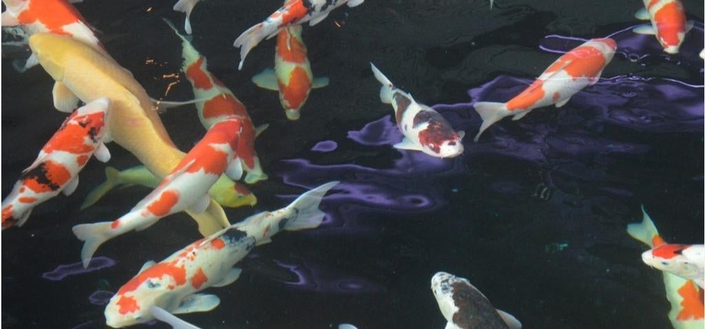 Op zoek naar kois goudvissen en karpers, Dieren en Toebehoren, Vissen | Aquariumvissen