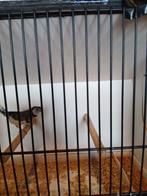 Bichenow Astral, Animaux & Accessoires, Oiseaux | Oiseaux Autre, Mâle, Oiseau tropical