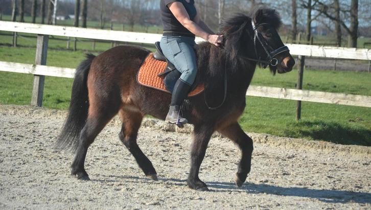 Lieve brave ijslander merrie, Dieren en Toebehoren, Pony's, Merrie, B, C pony (1.27m tot 1.37m), Recreatiepony, 11 jaar of ouder