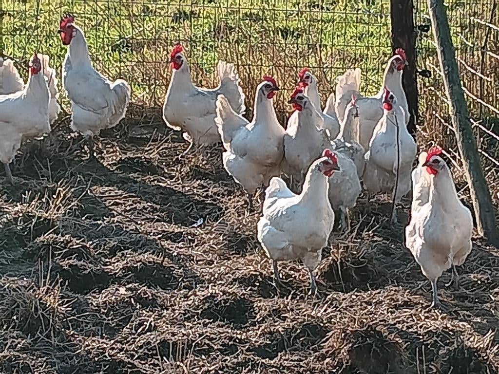 Poule de bresse broedeieren, Dieren en Toebehoren, Pluimvee
