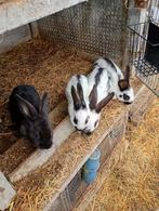 Mooi nestje van 4, Dieren en Toebehoren