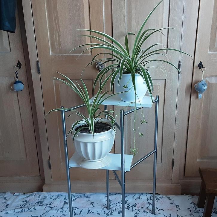 Grote kamerplanten Chlorophitum Comosum, 3€/st, 5€ allebei, Huis en Inrichting, Kamerplanten, In pot, Ophalen of Verzenden