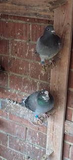 Duiven te koop 10 stok voor 50 euro, Dieren en Toebehoren