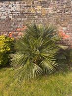 Palmier nain pour exterieur, Autres espèces, Ne fleurit pas, Plein soleil, Enlèvement