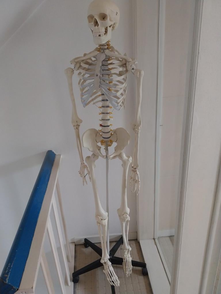 Levensgroot anatomisch skelet