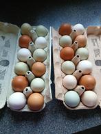 Oeufs fécondés, Enlèvement