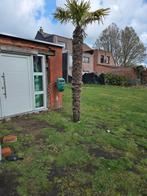 Te koop 3 palmbomen., Immo
