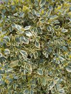 Euonymus, Tuin en Terras, Planten | Struiken en Hagen, Ophalen, Struik