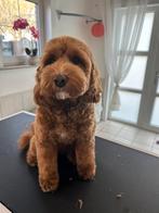 Trimsalon, Dieren en Toebehoren, Honden-accessoires, Ophalen