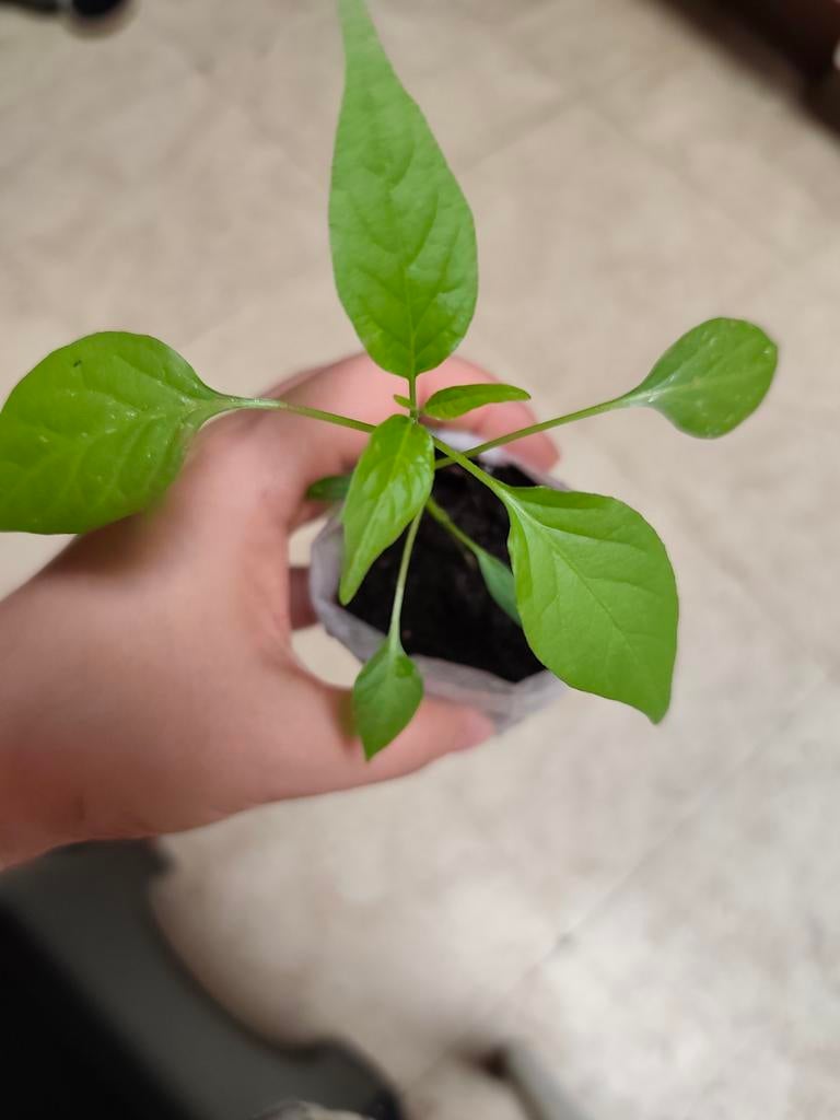 Cayenne | Peper Planten, Tuin en Terras, Ophalen